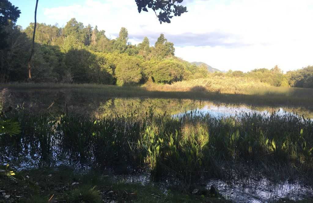 Humedal Huitag – Lago Calafquén